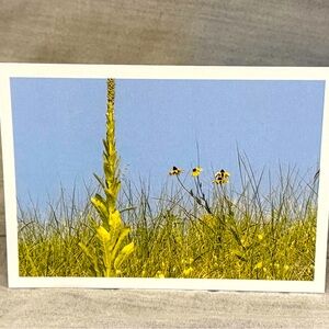 5X7 Greeting card made from a nature photo taken at the beach.Blank inside.